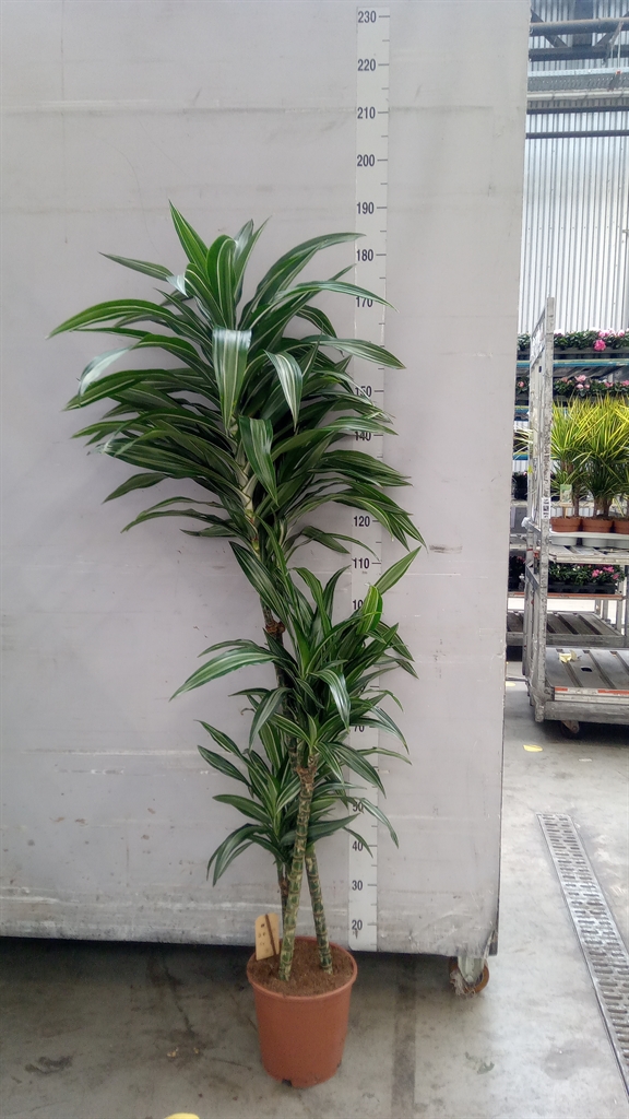 Dracaena Ulises 24Ø 160cm