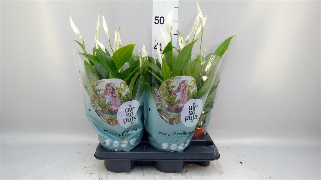 Spath Pearl Cupido 15Ø 45cm