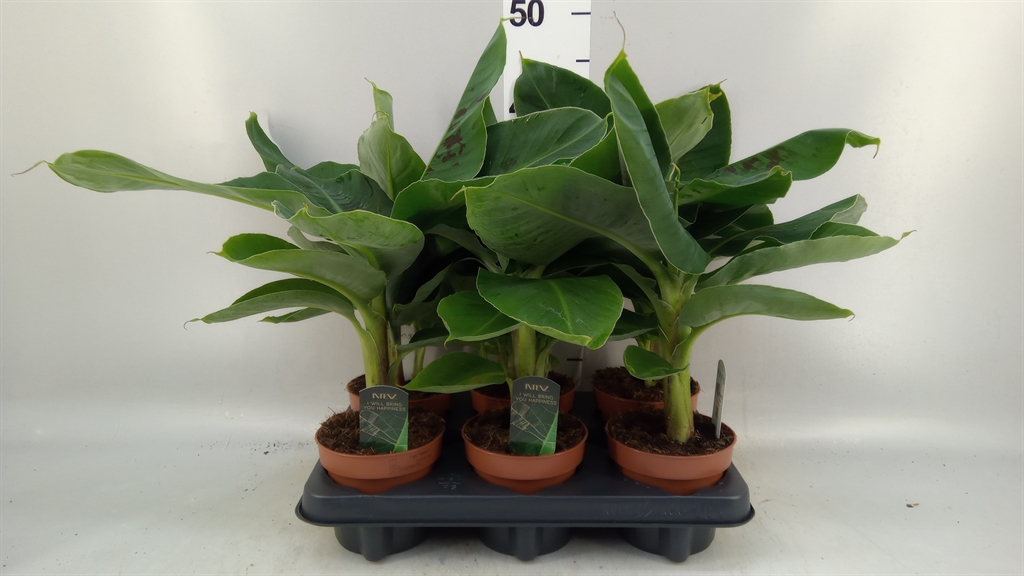 Musa Tropicana 12Ø 35cm