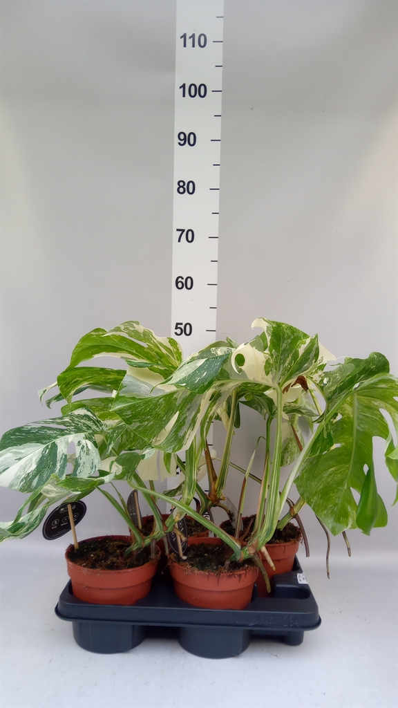 Monstera Deliciosa Variegata 15Ø 50cm
