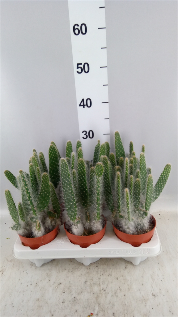 Opuntia 12Ø