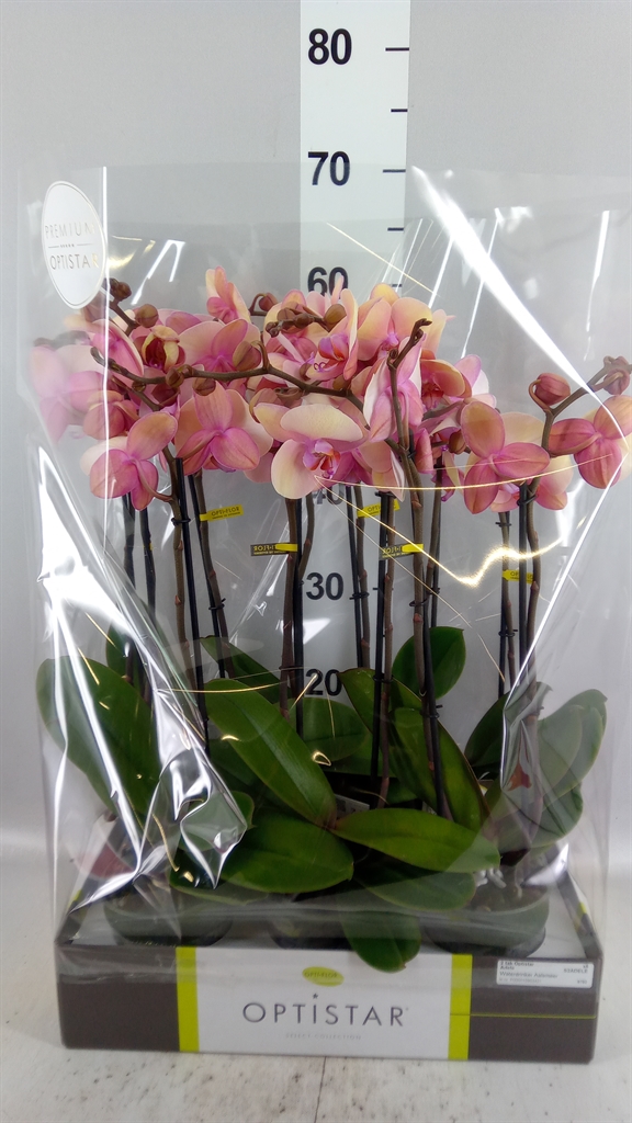 Phal Ov Roze 12Ø 60cm