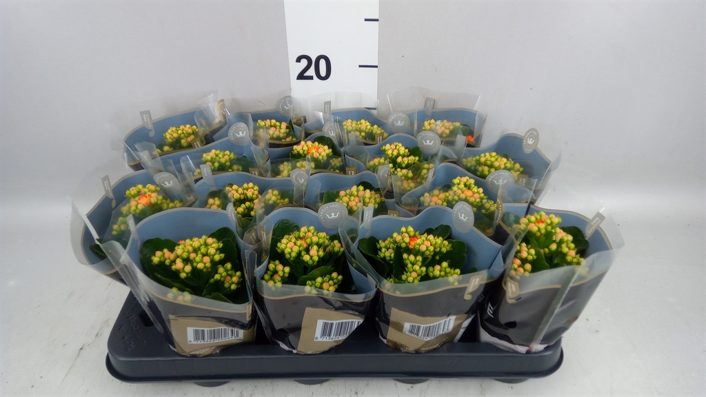 Kalanchoe Double Rosalina Don Pedro 7Ø 15cm