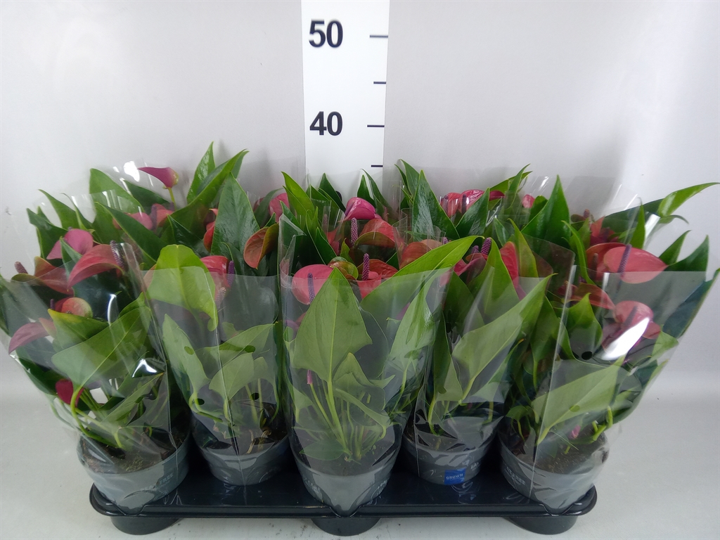 Anthurium Karma Purple 12Ø 43cm