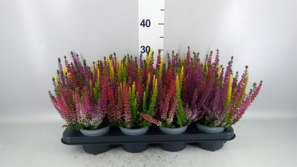 Calluna Beauty Ladies Starlight Mix In Pot 12Ø 17cm
