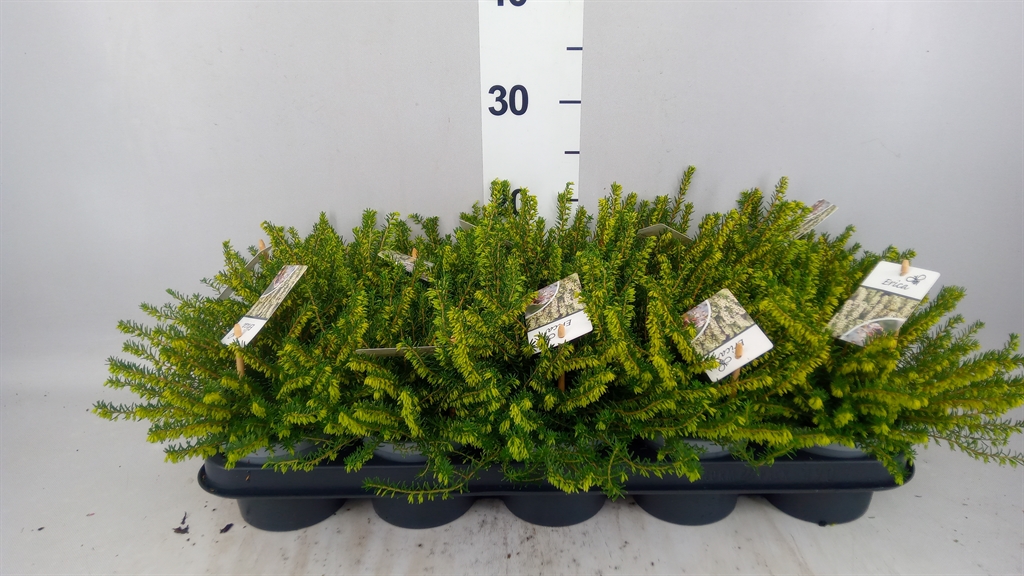Erica Darleyensis Silberschmelze 12Ø 20cm