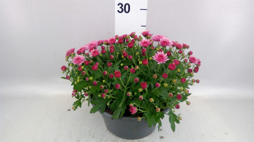 Chrysanth Jasoda Dark Pink 23Ø 35cm