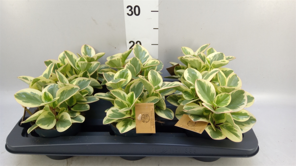 Peperomia Obtusifolia Obtipan Bicolor 12Ø 20cm