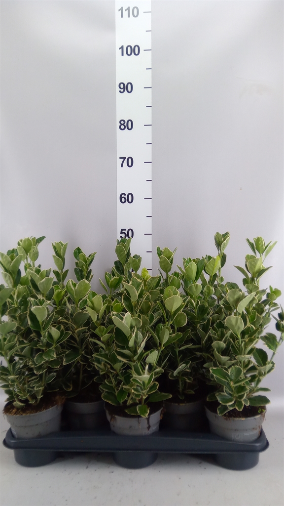 Euonymus Silver Queen 13Ø 30cm