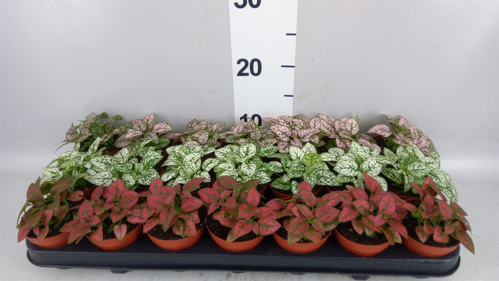 Hypoestes Mix 8Ø 10cm