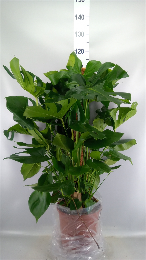 Monstera Deliciosa 27Ø 110cm