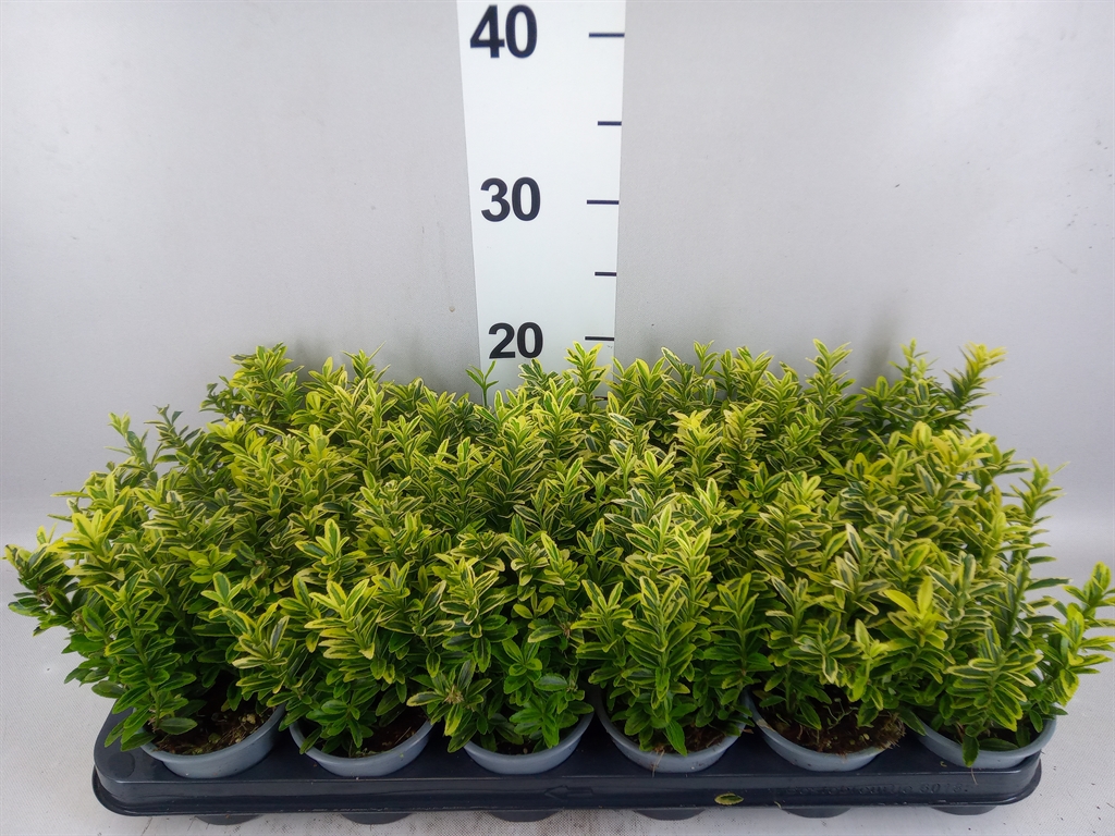 Euonymus Microphyllus Aureovariegatus 9Ø 15cm