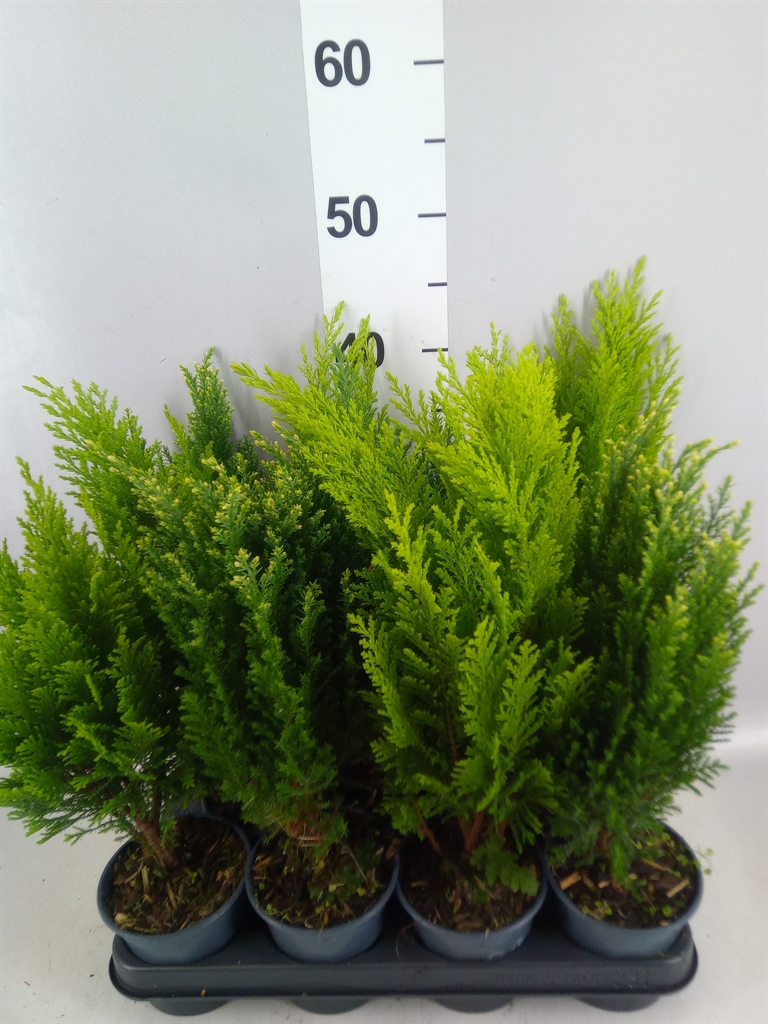 Conifers Mix 10Ø 35cm