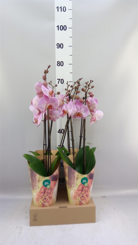 Phal Ov 12Ø 55cm