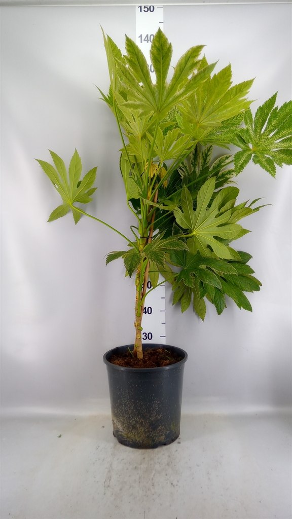 Fatsia Variegata 30Ø 90cm