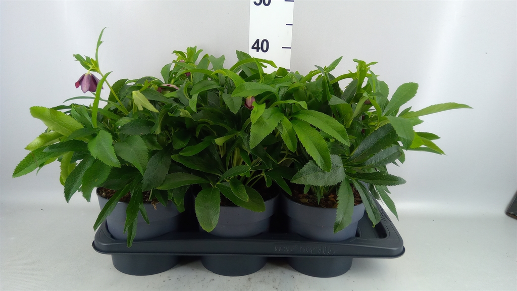 Helleborus Orientalis 17Ø 35cm