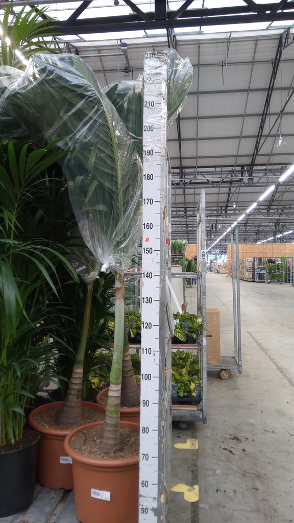 Palmen Overig 45Ø 220cm