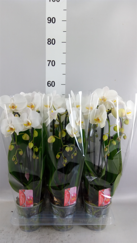 Phal El Cascade 12Ø 45cm