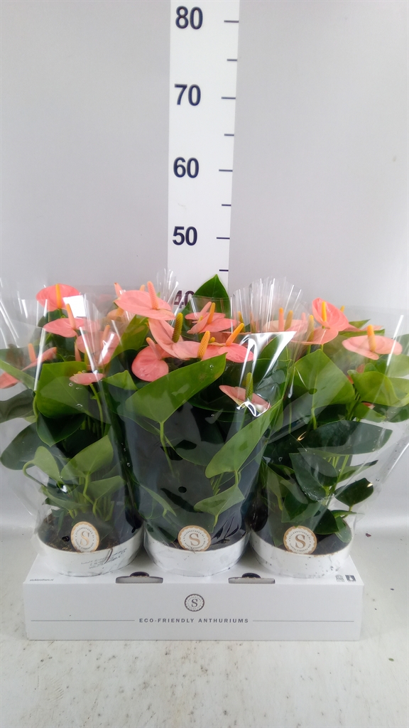 Anthurium Spirit 14Ø 50cm