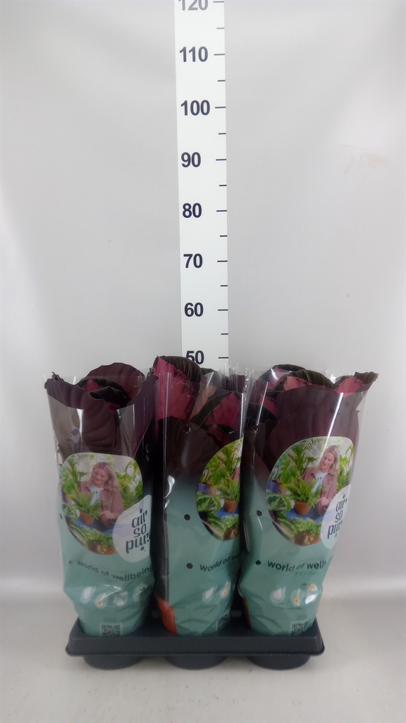 Calathea Crimson 14Ø 35cm