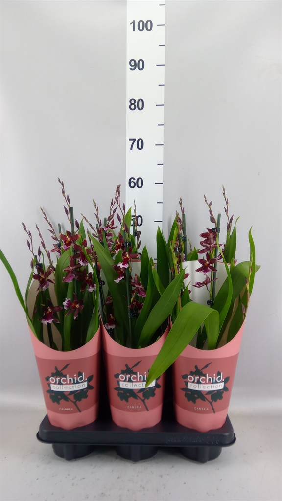 Burrageara Red 12Ø 50cm