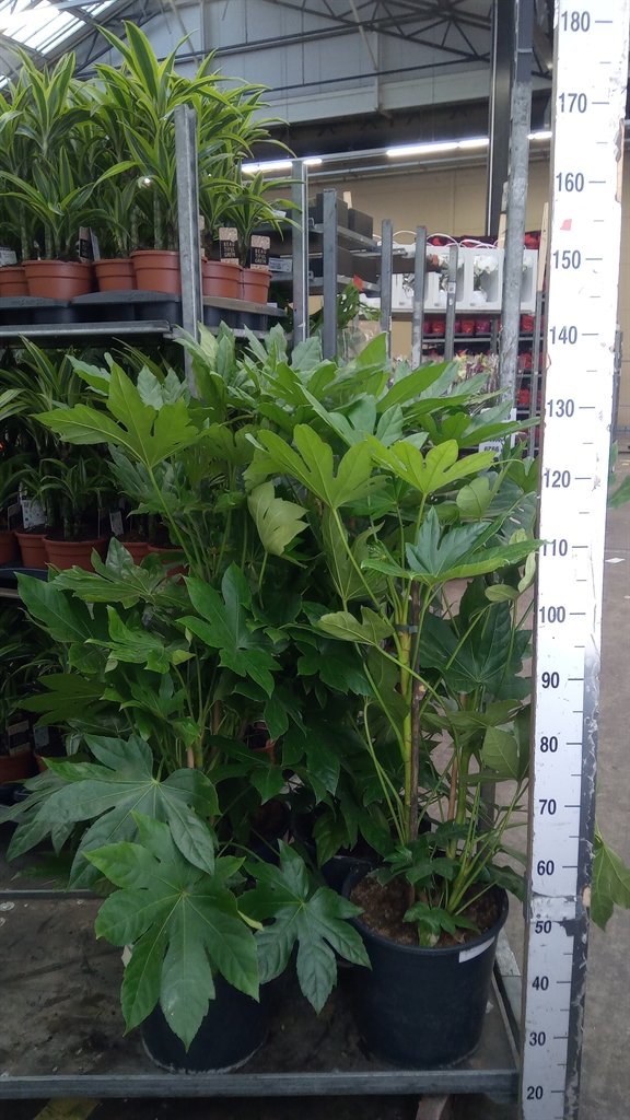 Fatsia Overig 30Ø 100cm
