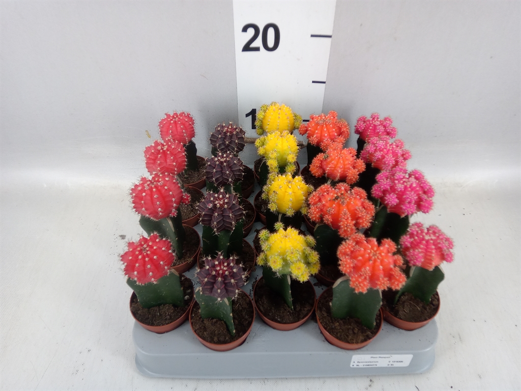 Gymnocalycium Japan Mix 5Ø 15cm