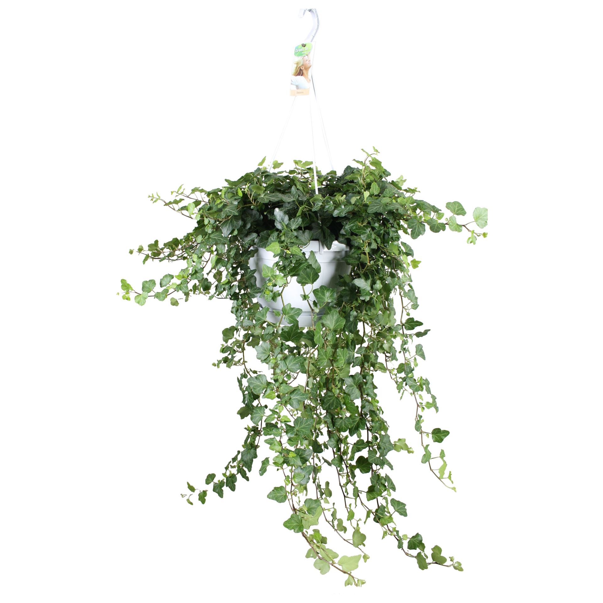 Hedera Helix Wonder 24Ø 110cm