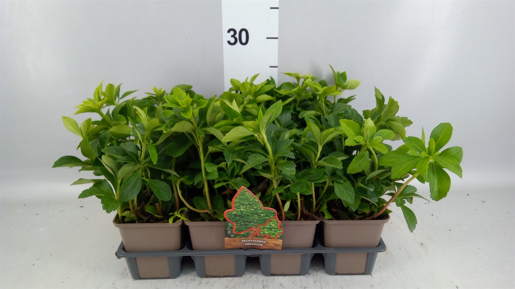 Pachysandra Terminalis 9Ø 5cm