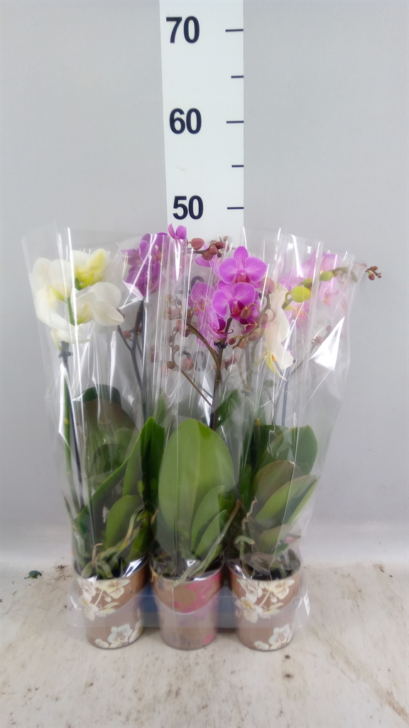 Phalaenopsis Multiflora Mix 5 Colours 9Ø 40cm 1st