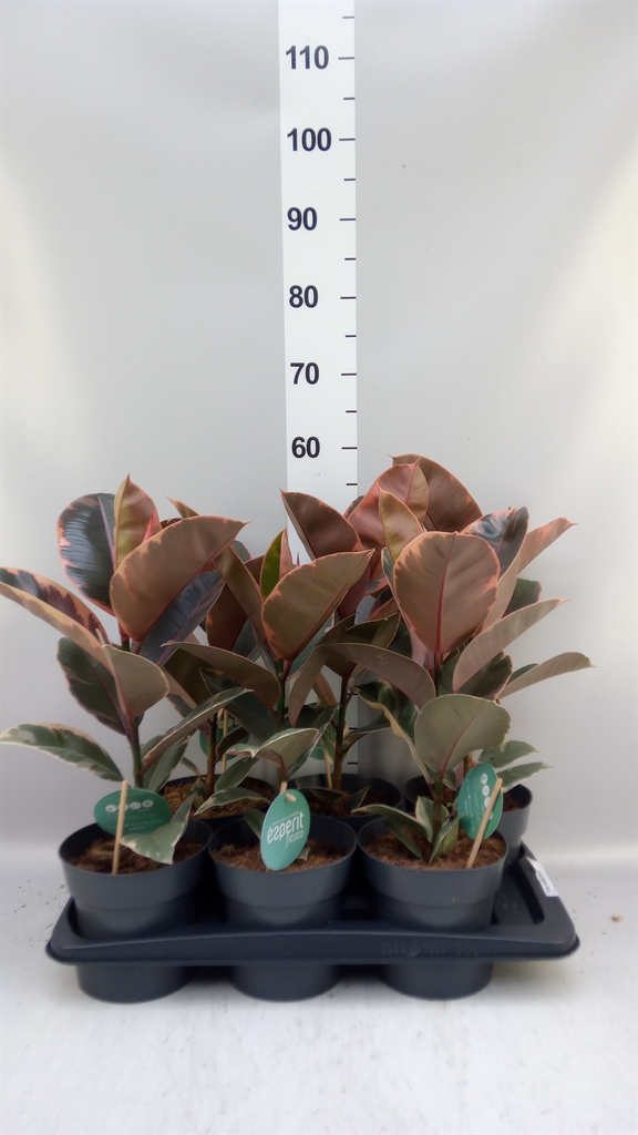 Ficus Belize 17Ø 55cm