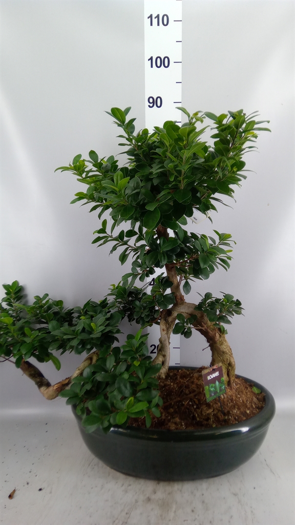 Ficus Microcarpa Ginseng 50Ø 80cm
