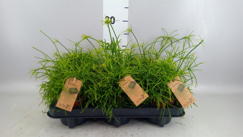 Rhipsalis Oasis 10Ø 15cm