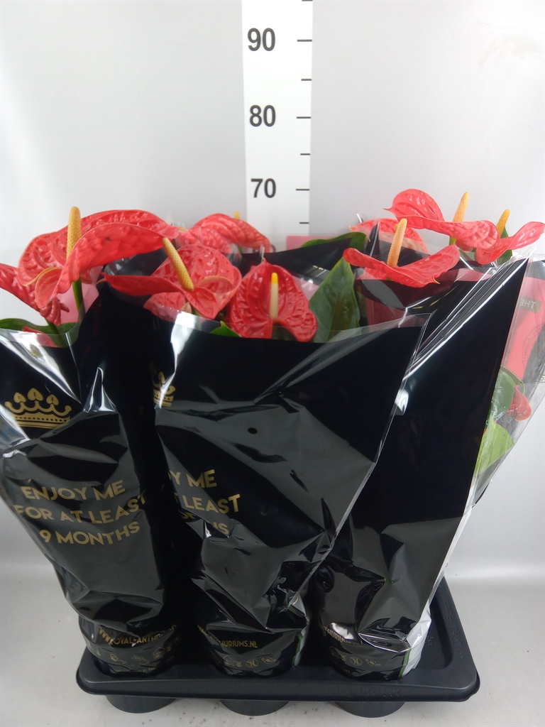 Anthurium Madural 17Ø 60cm