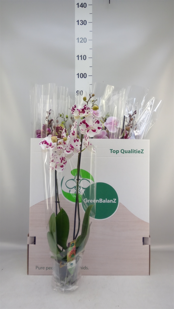 Phalaenopsis Mix 12Ø 75cm 2st