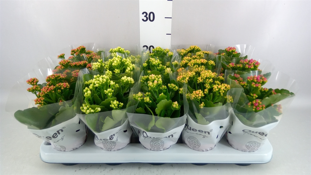 Kalanchoe Double Mix 9Ø 17cm