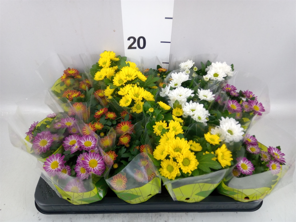 Chrysanth Swifty Mix 8Ø 17cm