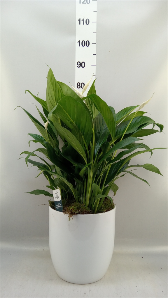 Spath Bingo Cupido 27Ø 70cm