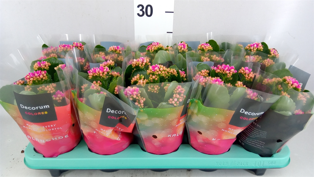 Kalanchoe Double Serenity Soft Pink 10Ø 23cm