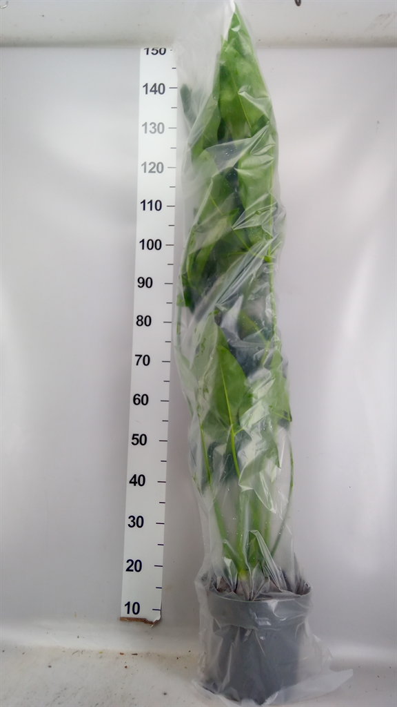 Philodendron Fun Bun 24Ø 140cm