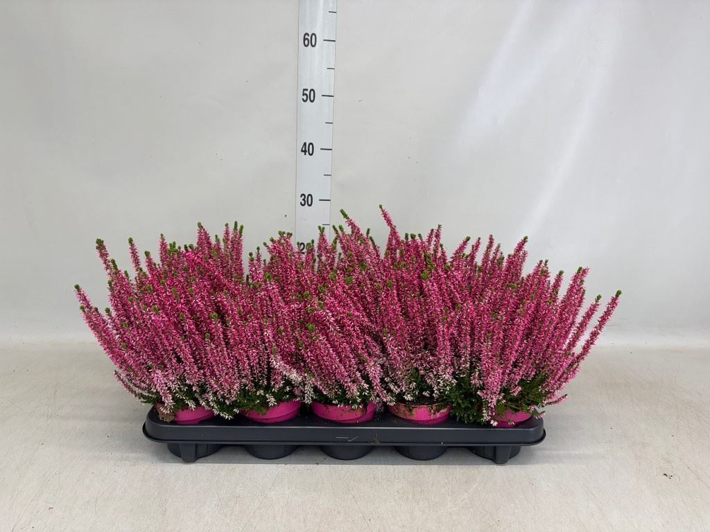 Callu Gg Pink G Gem 11Ø 20cm
