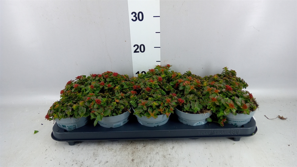 Sedum Spot On Deep Rose 12Ø 15cm