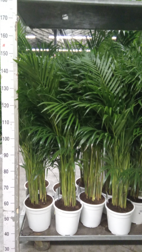 Chrysalidocarpus Lut 24Ø 140cm