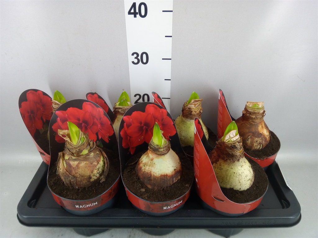 Hippeastrum Magnum 14Ø 25cm