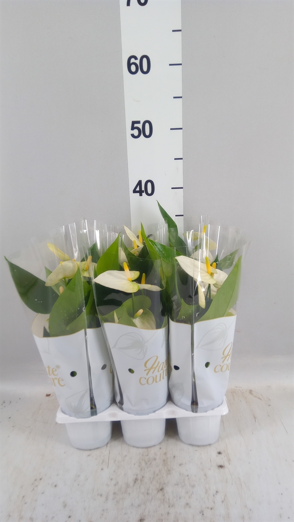 Anthurium Cocos 9Ø 29cm