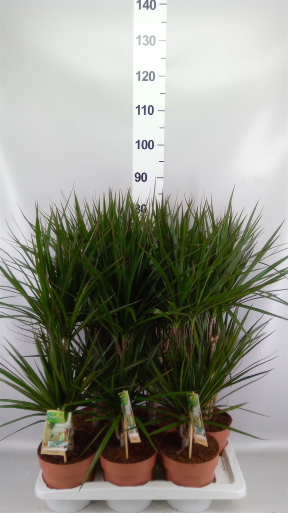 Dracaena 17Ø 75cm