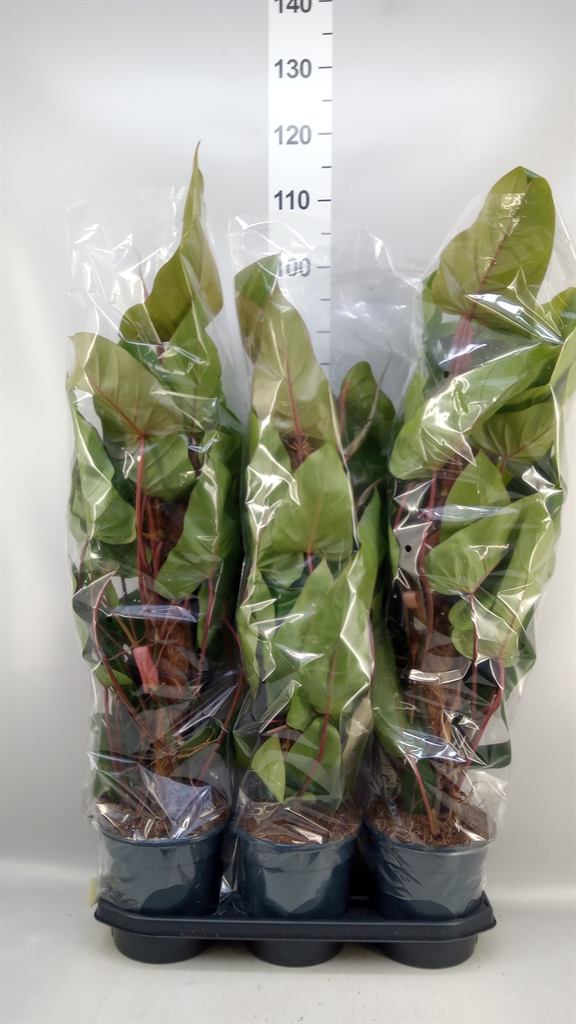 Philodendron Red Emerald 19Ø 70cm
