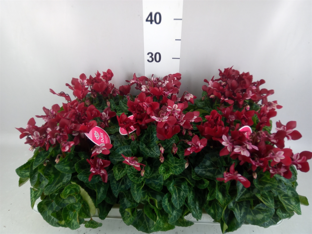 Cyclamen Super Serie Djix 13Ø 25cm