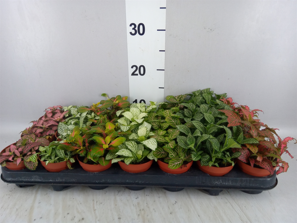 Fittonia Mix 7 Colours 8Ø 12cm