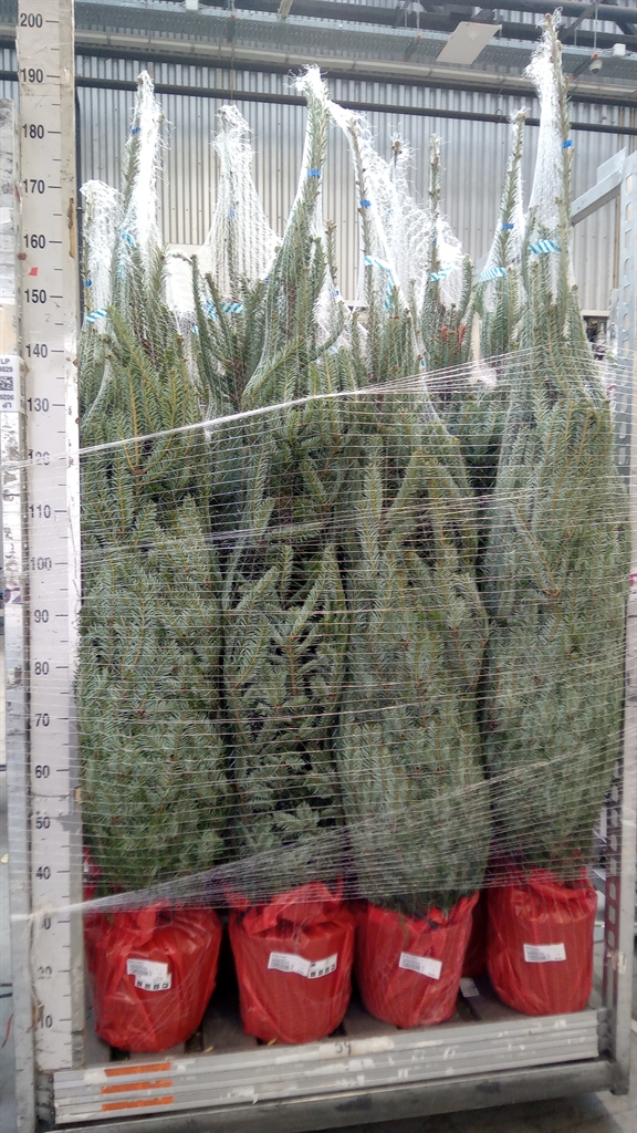 Abie Fraseri 28Ø 180cm
